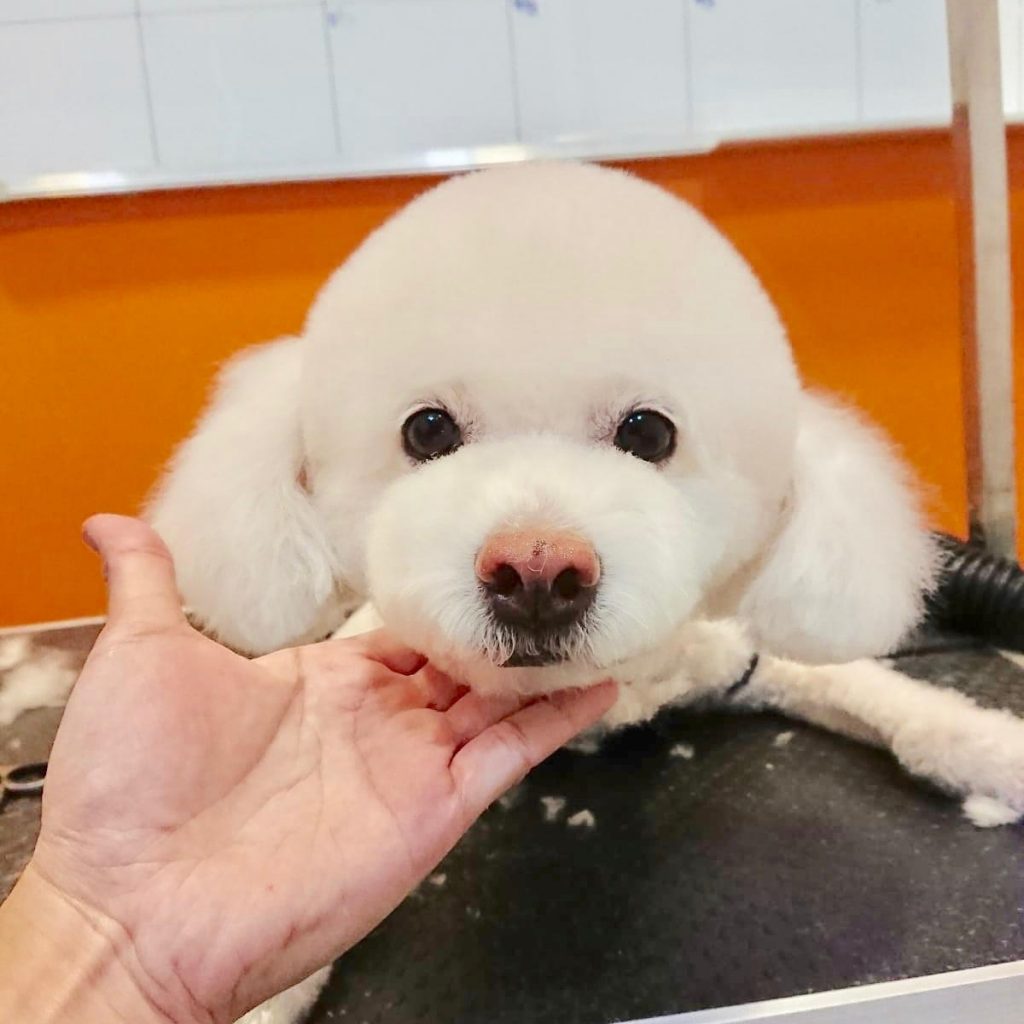 Poodle makeover