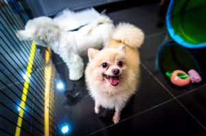 20151010_PS_lo_016
