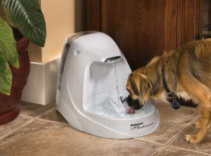 Chiwawa Tongue in Bowl 